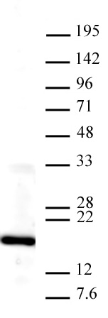 Histone H3K4me3 antibody tested by Western blot. The analysis was performed using 10 ug HeLa nuclear cell extract and Histone H3K4me3 antibody at 2 ug/ml. *For optimal results, we recommend a High Salt & Sonication Protocol when preparing nuclear extracts. Visit activemotif.com to download the protocol.