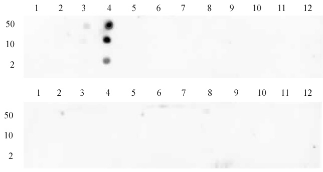 Histone H3 trimethyl Lys4 antibody tested by dot blot analysis. Dot blot analysis was used to confirm the specificity of Histone H3 trimethyl Lys4 antibody for trimethyl-Lys4 of histone H3. Peptides corresponding to regions around major sites of histone H3 methylation were spotted onto PVDF and probed with Histone H3 trimethyl Lys4 antibody at a dilution of 1 ug/ml . The amount of peptide (in picomoles) spotted is indicated next to each row. Top panel: Lane 1: unmodified Lys4. Lane 2: monomethyl Lys4. Lane 3: dimethyl Lys4. Lane 4: trimethyl Lys4. Lane 5: unmodified Lys9, 14, 18. Lane 6: monomethyl Lys9. Lane 7: dimethyl Lys9. Lane 8: trimethyl Lys9. Lane 9: dimethyl Lys14. Lane 10: monomethyl Lys18. Lane 11: dimethyl Lys18. Lane 12: trimethyl Lys18. Bottom panel: Lane 1: Unmodified Lys23. Lane 2: Monomethyl Lys23. Lane 3: Dimethyl Lys23. Lane 4: Trimethyl Lys23. Lane 5: unmodified Lys27. Lane 6: monomethyl Lys27. Lane 7: dimethyl Lys27. Lane 8: trimethyl Lys27. Lane 9: unmodified Lys36. Lane 10: monomethyl Lys36. Lane 11: dimethyl Lys36. Lane 12: trimethyl Lys36.