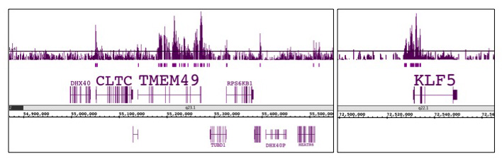 Histone H3K56ac antibody (pAb) tested by ChIP-chip. ChIP was performed using the ChIP-IT High Sensitivity Kit (Cat. No. 53040) with chromatin from 3 million HeLa cells and 5 ul of antibody. ChIP DNA was amplified by WGA, labeled and hybridized to a human tiling array. The image on the left shows H3K56Ac binding across a 650,000 bp region on chromosome 17. The image on the right shows H3K56Ac binding at the KLF5 gene.