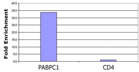 Histone H3 acetyl Lys56 pAb tested by ChIP analysis. Chromatin IP performed using the ChIP-IT Express Kit (Catalog No. 53008) and HeLa Chromatin (1.5 x 106 cell equivalents per ChIP) using 2 ul of Histone H3 acetyl Lys56 pAb or the equivalent amount of rabbit IgG as a negative control. Real time, quantitative PCR (RT-qPCR) was performed on DNA purified from each of the ChIP reactions using a primer pair specific for the indicated gene. Data are presented as Fold Enrichment of the ChIP antibody signal versus the negative control IgG using the ddCT method.