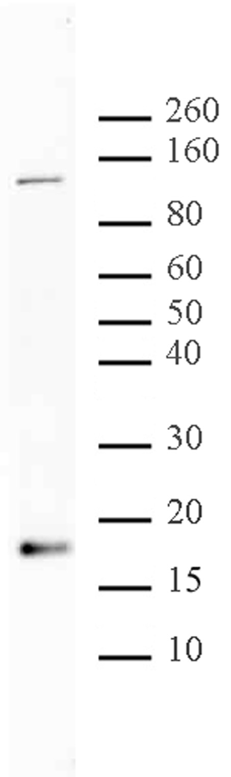 Histone H3 acetyl Lys56 antibody tested by Western blot. Acid extract of yeast cells probed with Histone H3 acetyl Lys56 pAb (1:1,400 dilution).