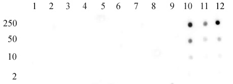 Histone H3 acetyl Lys56 pAb tested by dot blot analysis. Dot blot analysis was used to confirm the specificity of Histone H3 acetyl Lys56 pAb for acetyl Lys56 histone H3. Acetylated peptides corresponding to the immunogen and related peptides were spotted onto PVDF and probed with the antibody at 1:20,000. The amount of peptide (picomoles) spotted is indicated next to each row. Lane 1: H3 acetyl-Lys4 peptide. Lane 2: H3 acetyl-Lys9 peptide. Lane 3: H3 acetyl-Lys14 peptide. Lane 4: H3 acetyl-Lys18 peptide.. Lane 5: unmodified H3 peptide aa 13-22. Lane 6: H3 acetyl-Lys23 peptide. Lane 7: H3 acetyl-Lys27 peptide. Lane 8: H3 acetyl-Lys36 peptide. Lane 9: H3 acetyl-Lys37 peptide. Lane 10: yeast H3 acetyl-Lys56 peptide. Lane 11: unmodified yeast H3 peptide aa 50-59. Lane 12: human H3 acetyl-Lys56 peptide.