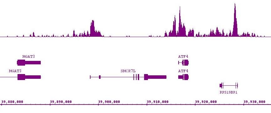 Histone H3K9ac antibody (mAb) (Clone 2G1F9) tested by ChIP-Seq. ChIP was performed using the ChIP-IT High Sensitivity Kit (Cat. No. 53040) with 15 ug of chromatin from a human medulloblastoma cell line and 4 ug of antibody. ChIP DNA was sequenced on the Illumina HiSeq and 6 million sequence tags were mapped to identify Histone H3K9ac binding sites. The image shows binding across a region of chromosome 22. You can view the complete data set in the UCSC Genome Browser, starting at this specific location, here.