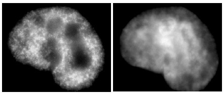 Histone H3K9ac antibody (mAb) (Clone 2G1F9) tested by immunofluorescence. Left: HeLa cell stained with H3.1 / 3.2 antibody (mAb). Right: Hoechst.