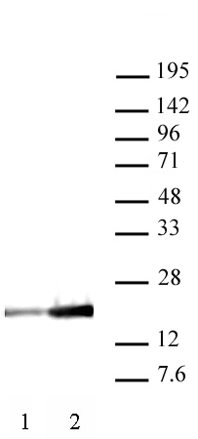 Histone H3K9ac antibody (mAb) (Clone 2G1F9) tested by Western blot. HeLa nuclear extract (20 ug per lane) probed with Histone H3K9ac antibody (mAb) (1 ug/ml). Lane 1: untreated cells. Lane 2: cells treated with sodium butyrate.