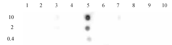 Histone H3K9ac antibody (pAb) tested by dot blot analysis. Dot blot analysis was used to confirm the specificity of Histone H3 acetyl Lys9 antibody for acetyl Lys9 histone H3. Acetylated peptides corresponding to the immunogen and related peptides were spotted onto PVDF and probed with Histone H3 acetyl Lys9 antibody at a dilution of 1 ug/ml. The amount of peptide (picomoles) spotted is indicated next to each row. Lane 1: histone H3 acetyl-Lys4 peptide. Lane 2: unmodified Lys4 peptide. Lane 3: acetyl-Lys18 peptide. Lane 4: unmodified Lys9/14/18 peptide. Lane 5: acetyl-Lys9 peptide. Lane 6: acetyl- Lys14 peptide. Lane 7: acetyl-Lys18 peptide. Lane 8: acetyl-Lys23 peptide. Lane 9: acetyl-Lys27 peptide. Lane 10: unmodified Lys27 peptide.