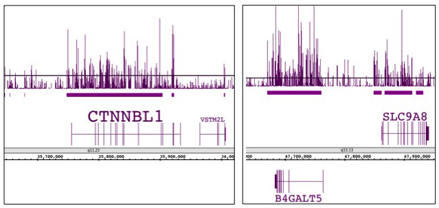 Histone H3K9me1 antibody (pAb) tested by ChIP-chip. ChIP was performed using the ChIP-IT High Sensitivity Kit (Cat. No. 53040) with chromatin from a human breast cancer cell line (4.5 million cells) and 4 ul of antibody. ChIP DNA was amplified by WGA, labeled and hybridized to a human tiling array. The literature suggests that this histone modification is enriched in actively transcribed genes. The 2 images above show enrichment of H3K9me1 across gene bodies.