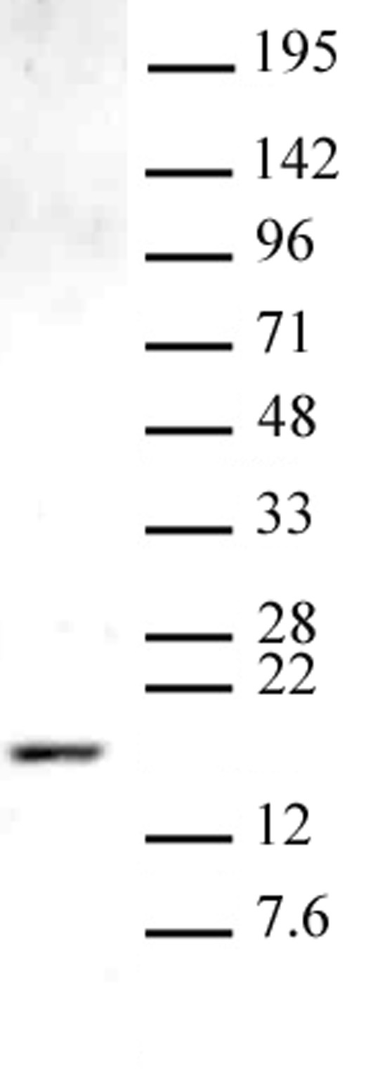 Histone H3 monomethyl Lys9 antibody (pAb) tested by Western blot. Nuclear extract of HeLa cells (20 ug per lane) probed with Histone H3 monomethyl Lys9 antibody at a dilution of 2 ug/ml.