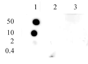 Histone H3K9me1 antibody (pAb) | Proteintech