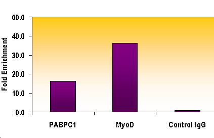 Histone H3 dimethyl Lys9 antibody tested by ChIP analysis. Chromatin IP performed using the ChIP-IT Express Kit (Catalog No. 53008) and HeLa Chromatin (1.5 x 106 cell equivalents per ChIP) using 10 ul of Histone H3 dimethyl Lys9 antibody or the equivalent amount of rabbit IgG as a negative control. Real time, quantitative PCR (RT-qPCR) was performed on DNA purified from each of the ChIP reactions using a primer pair specific for the indicated gene. Data are presented as Fold Enrichment of the ChIP antibody signal versus the negative control IgG using the ddCT method.