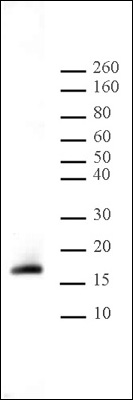 Histone H3K9me2 antibody tested by Western blot. Detection of H3K9me2 by Western blot. The analysis was performed using 20 ug HeLa acid extract and Histone H3K9me2 antibody at a 1:1,000 dilution.