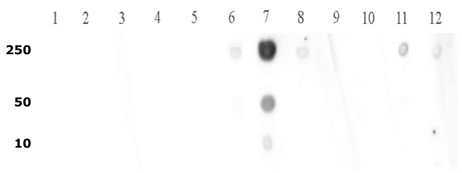 Histone H3K9me2 antibody tested by dot blot analysis. Decreasing amounts of peptides corresponding to regions around major sites of histone H3 methylation (lysine 4, lysine 9, lysine 27) were spotted onto PVDF and probed with antibody at 1:5,000. Top Panel peptides - Lane 1: Unmod. K4. Lane 2: H3K4me1. Lane 3: H3K4me1,2. Lane 4: H3K4me2. Lane 5: H3K4me3. Lane 6: Unmod. K9. Lane 7: H3K9me1. Lane 8: H3K9me2. Lane 9: H3K9me3. Bottom Panel peptides – Lane 1: Unmod. H3. Lane 2: K27me1. Lane 3: K27me2. Lane 4: K27me3. Lane 5: Unmod.K36. Lane 6: K36me1. Lane 7: K36me2. Lane 8: K36me3.