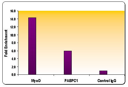 Histone H3 dimethyl Lys9 antibody tested by ChIP analysis. Chromatin IP performed using the ChIP-IT Express Kit (Catalog No. 53008) and HeLa Chromatin (1.5 x 106 cell equivalents per ChIP) using 10 ug of Histone H3 dimethyl Lys9 antibody or the equivalent amount of rabbit IgG as a negative control. Real time, quantitative PCR (RT-qPCR) was performed on DNA purified from each of the ChIP reactions using a primer pair specific for either the PABPC1 gene or the MyoD gene. Data are presented as Fold Enrichment of the ChIP antibody signal versus the negative control IgG using the ddCT method.