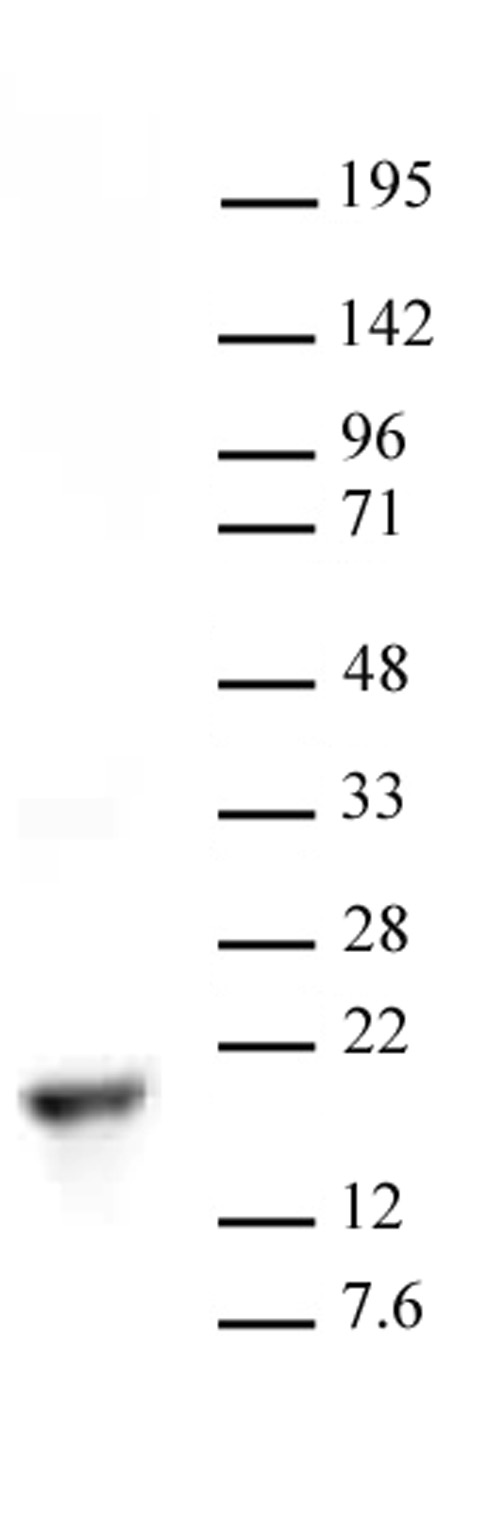 Histone H3 dimethyl Lys9 antibody tested by Western blot. HeLa acid extract (20 ug per lane) probed with Histone H3 dimethyl Lys9 antibody (1 ug/ml).