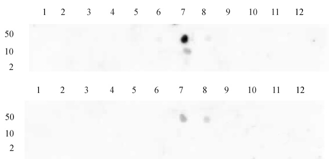 Histone H3 dimethyl Lys9 antibody tested by dot blot analysis. Dot blot analysis was used to confirm the specificity of Histone H3 dimethyl Lys9 antibody for dimethyl Lys9 histone H3. Methylated peptides corresponding to the immunogen and related sequences derived from histone H3 were spotted onto PVDF and probed with the antibody at 0.4 ug/ml. The amount of peptide (picomoles) spotted is indicated next to each row. Top row - Lane 1: Unmod Lys4. Lane 2: Monomethyl Lys4. Lane 3: Dimethyl Lys4. Lane 4: Trimethyl Lys4. Lane 5: Monomethyl Lys9. Lane 6: Unmod Lys9. Lane 7: Dimethyl Lys9. Lane 8: Trimethyl Lys9. Lane 9: Unmod Lys27. Lane 10: Monomethyl Lys27. Lane 11: Dimethyl Lys27. Lane 12: Trimethyl Lys27. Bottom row - Lane 1: dimethyl Lys14. Lane 2: monomethyl Lys18. Lane 3: dimethyl Lys18. Lane 4: trimethyl Lys18. Lane 5: Unmod H3 aa 18-27 peptide. Lane 6: monomethyl Lys23. Lane 7: dimethyl Lys23. Lane 8: trimethyl Lys23. Lane 9: unmod H3 aa 22-32 peptide. Lane 10: monomethyl Lys27. Lane 11: dimethyl Lys27. Lane 12: trimethyl Lys27.