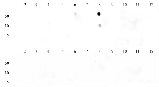 Dot blot of Histone H3K9me3 antibody. Peptides were spotted onto PVDF and probed with H3K9me3 at 1:5000. The amount of protein (picomoles) spotted is indicated next to each row. Top panel - Col 1: H3K4me1 aa 1-10. Col 2: H3K4me2 aa 1-10. Col 3: H3K4me3 aa1-10. Col 4: unmod K9 aa 4-14. Col 5: K9me1 aa 6-15. Col 6: K9me2 aa 6-15. Col 7: K9me3 aa 6-15. Col 8: K9me1 aa 4-13. Col 9: K9me2 aa 4-13. Col 10: K9me3 aa 4-13. Bottom panel - Col 1: unmod K27 aa22-32. Col 2: H3K27me1 aa 24-36. Col 3: H3K27me2 aa 24-36. Col 4: H3K27me3 aa 24-36. Col 5: unmod K36 aa 30-38. Col 6: H3K36me1 aa30-38. Col 7: H3K36me2 aa30-38. Col 8: H3K36me3 aa30-38.