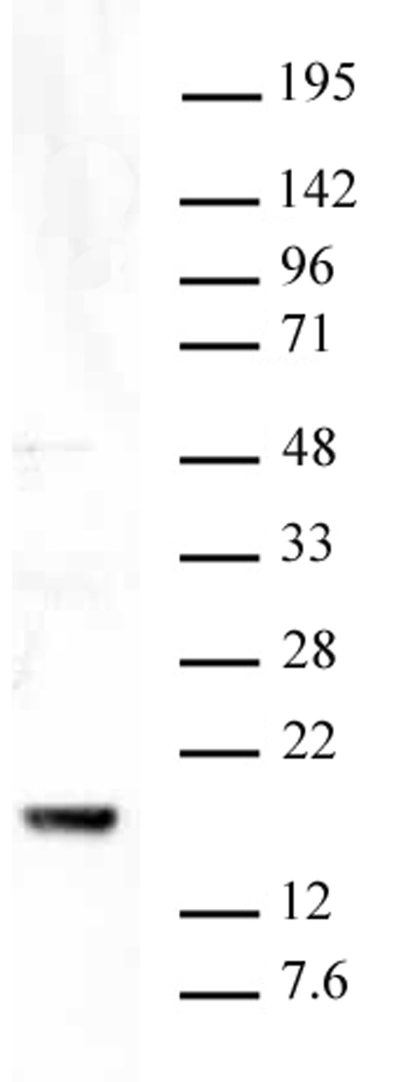 Histone H3K9me3 antibody (pAb) tested by Western blot. HeLa nuclear extract (20 ug) was probed with Histone H3K9me3 antibody (2 ug/ml dilution).