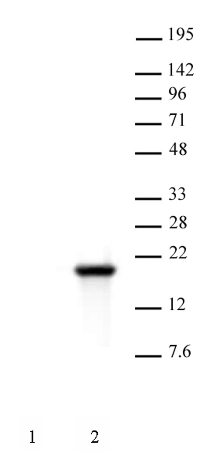 Histone H3S10ph antibody (mAb) tested by Western blot. HeLa nuclear extract (30 ug per lane) was probed with Histone H3S10ph antibody at a 2 ug/ml dilution. Lane 1: No treatment. Lane 2: Cells treated with colcemid.