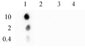 Histone H3 phospho Ser10 mAb tested by dot blot analysis. Dot blot analysis was used to confirm the specificity of Histone H3 phospho Ser10 mAb for phospho Ser10 histone H3. Phosphorylated peptides corresponding to the immunogen and related peptides were spotted onto PVDF and probed with the antibody at 1 ug/ml. The amount of peptide (picomoles) spotted is indicated next to each row. Lane 1: peptide phosphorylated at serine 10. Lane 2: unmodified serine 10 peptide. Lane 3: peptide phosphorylated at serine 28. Lane 4: unmodified serine 28 peptide.