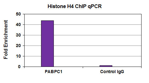 Histone H4 antibody (mAb) tested by ChIP analysis. ChIP performed using the ChIP-IT Express Kit (Catalog No. 53008) and HeLa Chromatin (1.5 x 106 cell equivalents per ChIP) using 3 ug of Histone H4 (mAb) or the equivalent amount of mouse IgG as a negative control. Real time, quantitative PCR (RT-qPCR) was performed on DNA purified from each of the ChIP reactions using a primer pair specific for the PABPC1 gene. Data are presented as Fold Enrichment of antibody versus control IgG (ddCT method).