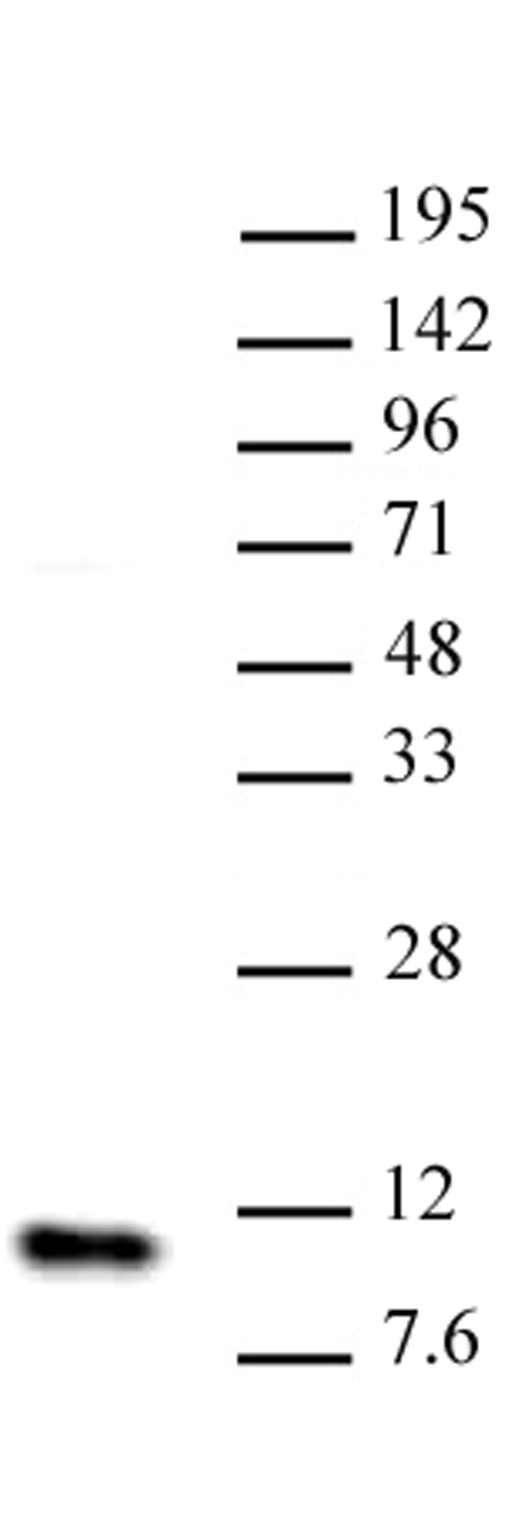 Histone H4 antibody (mAb) tested by Western blot. Nuclear extract (20 ug) of HeLa cells probed with the Histone H4 antibody at 2 ug/ml.