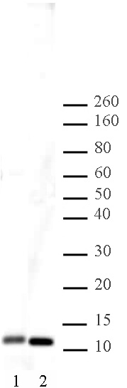 Histone H4 antibody (pAb) tested by Western blot. Detection of Histone H4 by Western blot. The analysis was performed using HeLa acid extract (20 ug) and probed with Histone H4 pAb at a 1:1,000 dilution.