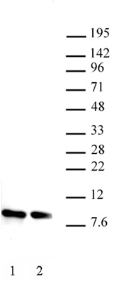 Histone H4 antibody tested by Western blot. 20 ug of HeLa cell nuclear extract, probed with the Histone H4 antibody at 1 ug/ml.