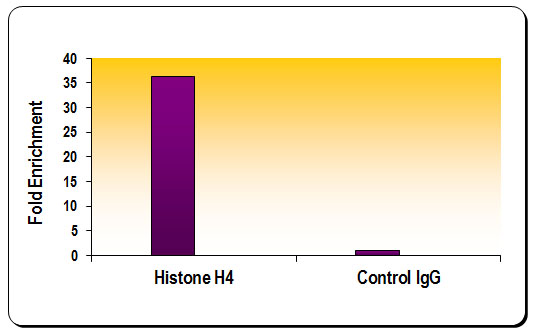 Histone H4 antibody (pAb) tested by ChIP Performed using HeLa Chromatin (1.5 x 106 cell equivalents per ChIP) and 10 ul of Histone H4 antibody or 10 ul of rabbit IgG as a negative control. Real time, quantitative PCR was performed on DNA purified from each of the ChIP reactions using a primer pair specific for the PABPC1 (+ 0.5) gene. Data are presented as Fold Enrichment of the ChIP antibody signal versus the negative control IgG (ddCT method).