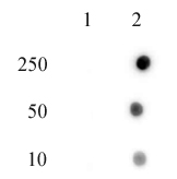 Histone H4H18ph antibody (pAb).tested by Dot blot Dot blot analysis was used to confirm the specificity of H4H18ph antibody for phosphorylation on Histidine 18 of histone H4. Peptides corresponding to the immunogen and an unmodified sequence were spotted onto PVDF and probed with H4H18ph at a 1:1,000 dilution. The amount of peptide (picomoles) spotted is indicated next to each row. Lane 1: unmodified peptide. Lane 2: H4H18ph peptide.