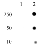 Dot blot of Histone H4 phospho Histidine 18 antibody (pAb). Dot blot analysis was used to confirm the specificity of H4H18ph antibody for phosphorylation on Histidine 18 of histone H4. Peptides corresponding to the immunogen and an unmodified sequence were spotted onto PVDF and probed with H4H18ph at a 1:1,000 dilution. The amount of peptide (picomoles) spotted is indicated next to each row. Lane 1: unmodified peptide. Lane 2: H4H18ph peptide.