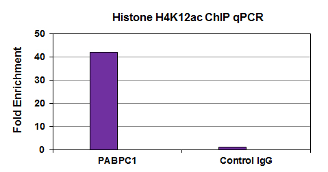 Histone H4K12ac antibody (mAb) tested by ChIP analysis. Chromatin IP performed using the ChIP-IT Express Kit (Catalog No. 53008) and HeLa Chromatin (1.5 x 106 cell equivalents per ChIP) using 3 ug of Histone H4K12ac (mAb) or the equivalent amount of mouse IgG as a negative control. Real time, quantitative PCR (RT-qPCR) was performed on DNA purified from each of the ChIP reactions using a primer pair specific for the PABPC1 gene. Data are presented as Fold Enrichment of the ChIP antibody signal versus the negative control IgG using the ddCT method.