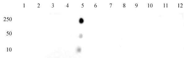 Histone H4K12ac antibody (mAb) tested by dot blot analysis. Dot blot analysis was used to confirm the specificity of Histone H4K12ac antibody (mAb) for acetyl-Lys12 histone H4. Acetylated peptides corresponding to the immunogen and related peptides were spotted onto PVDF and probed with Histone H4K12ac antibody (mAb) at a dilution of 2 ug/ml. The amount of peptide (picomoles) spotted is indicated next to each row. Lane 1: acetyl-Lys5 peptide. Lane 2: unmodified Lys5 peptide. Lane 3: acetyl-Lys8 peptide. Lane 4: unmodified Lys8 peptide. Lane 5: acetyl-Lys12 peptide. Lane 6: unmodified Lys12 peptide. Lane 7: acetyl-Lys16 peptide. Lane 8: unmodified Lys16 peptide. Lane 9: acetyl-Lys20 peptide. Lane 10: unmodified Lys20 peptide. Lane 11: acetyl-Lys31 peptide. Lane 12: unmodified Lys31 peptide.