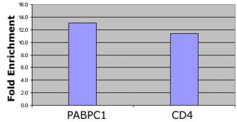 Histone H4 acetyl Lys12 antibody tested by ChIP analysis. Chromatin IP performed using the ChIP-IT Express Kit (Catalog No. 53008) and HeLa Chromatin (1.5 x 106 cell equivalents per ChIP) using 10 ul of Histone H4 acetyl Lys12 antibody or the equivalent amount of rabbit IgG as a negative control. Real time, quantitative PCR (RT-qPCR) was performed on DNA purified from each of the ChIP reactions using a primer pair specific for the indicated gene. Data are presented as Fold Enrichment of the ChIP antibody signal versus the negative control IgG using the ddCT method.