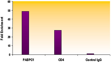 Histone H4 acetyl Lys12 antibody tested by ChIP analysis. Chromatin IP performed using the ChIP-IT Express Kit (Catalog No. 53008) and HeLa Chromatin (1.5 x 106 cell equivalents per ChIP) using 3 ug of Histone H4 acetyl Lys12 antibody or the equivalent amount of rabbit IgG as a negative control. Real time, quantitative PCR (RT-qPCR) was performed on DNA purified from each of the ChIP reactions using a primer pair specific for the indicated gene. Data are presented as Fold Enrichment of the ChIP antibody signal versus the negative control IgG using the ddCT method.