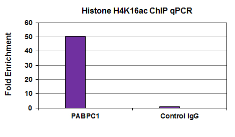 Histone H4K16ac antibody (mAb) tested by ChIP analysis. Chromatin IP performed using the ChIP-IT Express Kit (Catalog No. 53008) and HeLa Chromatin (1.5 x 106 cell equivalents per ChIP) using 3 ug of Histone H4K16ac (mAb) or the equivalent amount of mouse IgG as a negative control. Real time, quantitative PCR (RT-qPCR) was performed on DNA purified from each of the ChIP reactions using a primer pair specific for the PABPC1 gene. Data are presented as Fold Enrichment of the ChIP antibody signal versus the negative control IgG using the ddCT method.