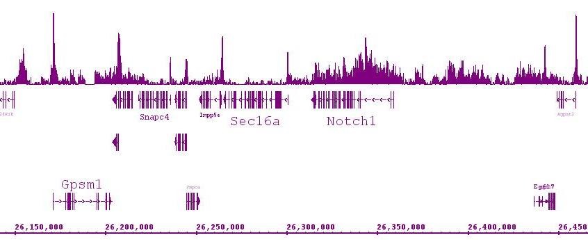 Histone H4K5ac antibody (pAb) tested by ChIP-Seq. ChIP was performed using the ChIP-IT High Sensitivity Kit (Cat. No. 53040) with 15 ug of chromatin from mouse hippocampus cells and 4 ug of antibody. ChIP DNA was sequenced on the Illumina HiSeq and 10 million sequence tags were mapped to identify Histone H4K5ac binding sites. The image shows binding across a region of chromosome 2. You can view the complete data set in the UCSC Genome Browser, starting at this specific location, here.