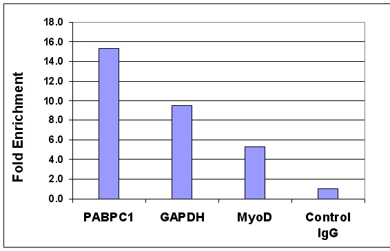 Histone H4K5ac antibody (pAb) tested by ChIP analysis. Chromatin IP performed using the ChIP-IT Express Kit (Catalog No. 53008) and HeLa Chromatin (1.5 x 106 cell equivalents per ChIP) using 5 ug of Histone H4 acetyl Lys5 pAb or the equivalent amount of rabbit IgG as a negative control. Real time, quantitative PCR (RT-qPCR) was performed on DNA purified from each of the ChIP reactions using a primer pair specific for the indicated gene. Data are presented as Fold Enrichment of the ChIP antibody signal versus the negative control IgG using the ddCT method.