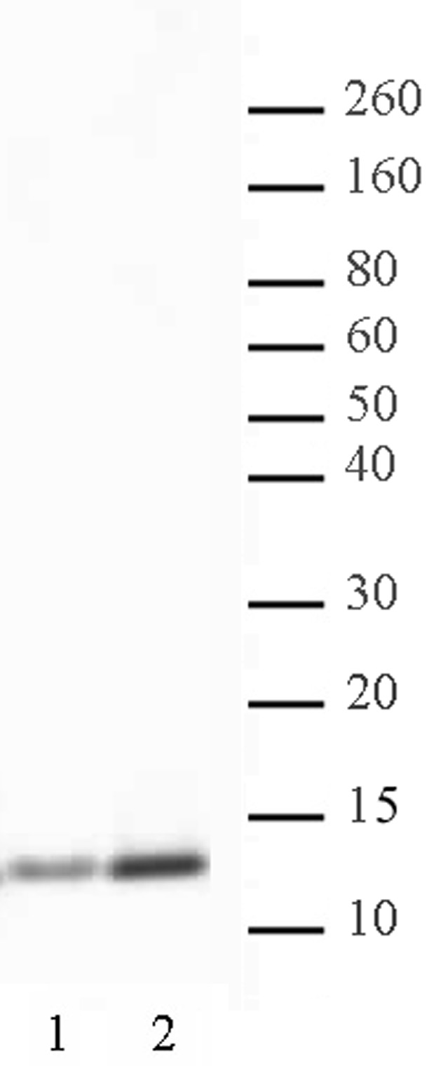 Histone H4K5ac antibody (pAb) tested by Western blot. HeLa nuclear extract (20 ug per lane) probed with Histone H4 acetyl Lys5 polyclonal antibody (0.5 ug per ml). Lane 1: No treatment. Lane 2: Cells treated with sodium butyrate.