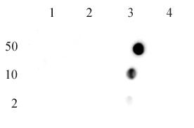 Histone H4R3me2a (asymmetric) antibody (pAb) | Proteintech