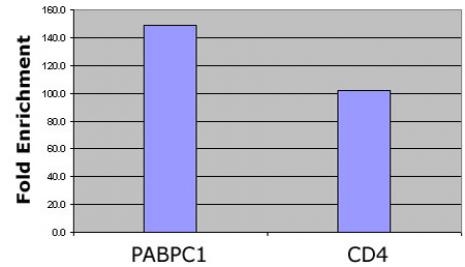 Histone H4 pan-acetyl antibody (pAb) tested by ChIP analysis. Chromatin IP performed using the ChIP-IT Express Kit (Catalog No. 53008) and HeLa Chromatin (1.5 x 106 cell equivalents per ChIP) using 2 ul of Histone H4 pan-acetyl pAb or the equivalent amount of rabbit IgG as a negative control. Real time, quantitative PCR (RT-qPCR) was performed on DNA purified from each of the ChIP reactions using a primer pair specific for the indicated gene. Data are presented as Fold Enrichment of the ChIP antibody signal versus the negative control IgG using the ddCT method.