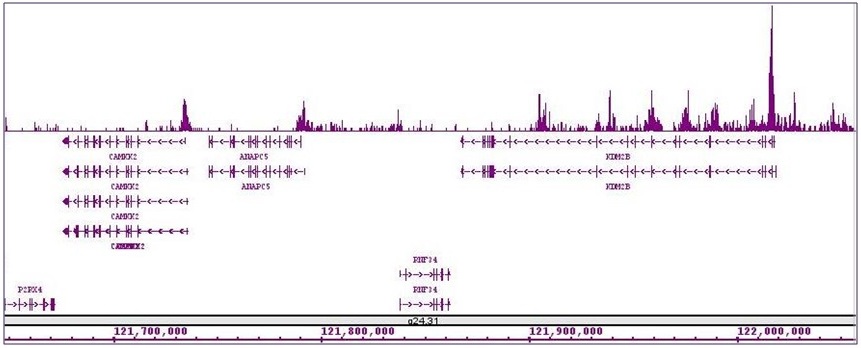 Histone H4ac (pan-acetyl) antibody (pAb) tested by ChIP-Seq. ChIP was performed using the ChIP-IT High Sensitivity Kit (Cat. No. 53040) with 15 ug of chromatin from a human medulloblastoma cell line and 4 ug of antibody. ChIP DNA was sequenced on the Illumina HiSeq and 12 million sequence tags were mapped to identify Histone H4ac (pan-acetyl) binding sites. The image shows binding across a region of chromosome 12.