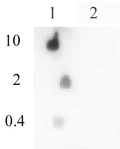 Histone H4ac (pan-acetyl) antibody (pAb) tested by dot blot analysis. Dot blot analysis was used to confirm the specificity of Histone H4 pan-acetyl antibody for acetyl histone H4. Column 1: unacetylated histone H4 peptide. Column 2: acetylated peptide corresponding to immunogen. Peptides were spotted onto PVDF and probed with Histone H4 pan-acetyl antibody at 1 ug /ml. The amount of peptide (picomoles) spotted is indicated next to each row.