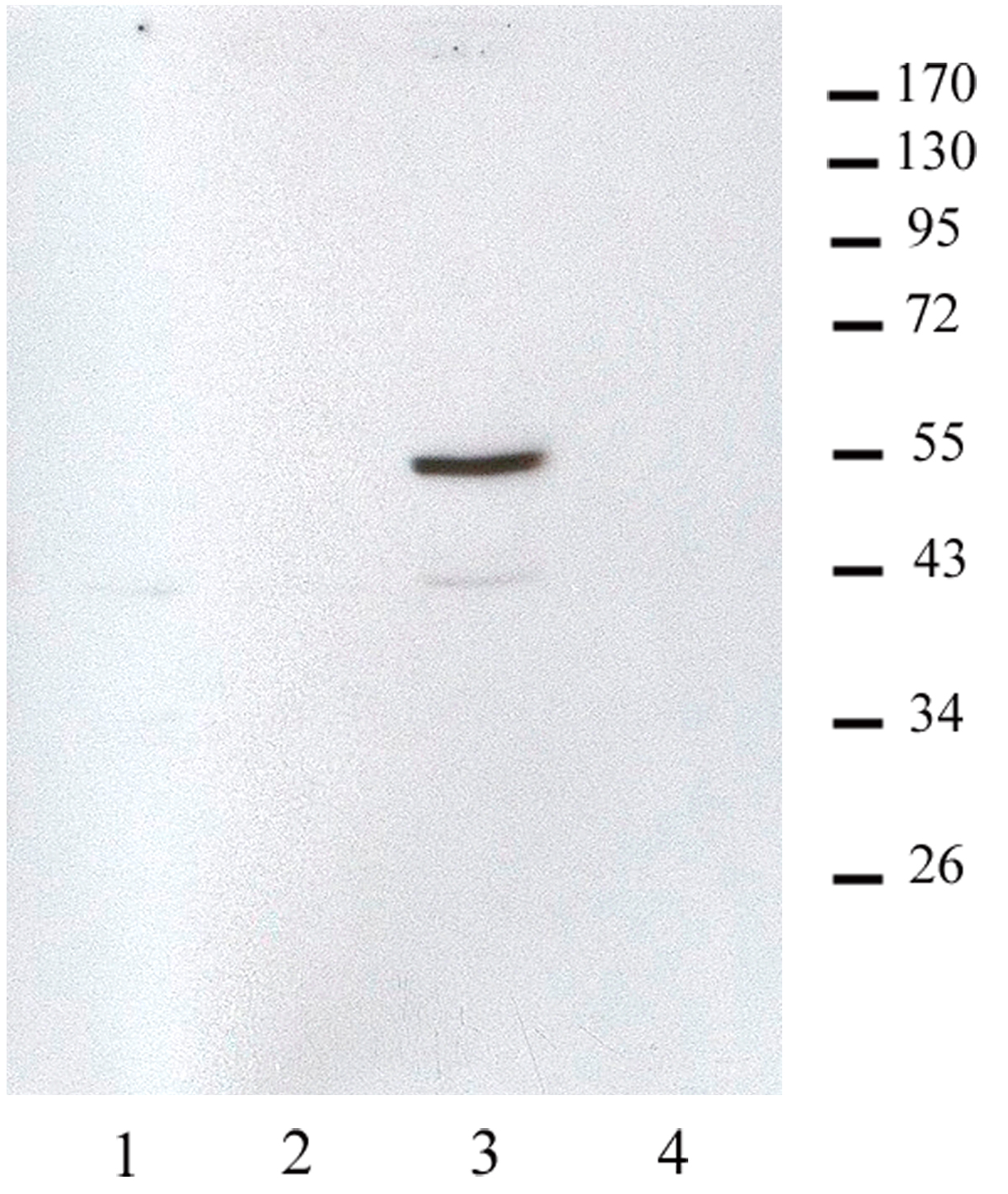 Histone macroH2A1.2 antibody (mAb) tested by Western blot. U2OS cells mock transfected (lane 1) or transfected with tagged macroH2A1.1 (lane 2), macroH2A1.2 (lane 3) or macroH2A2 (lane 4) were probed with Histone macroH2A1.2 antibody at a dilution of 1:300. Band at 40kD is the endogenous macroH2A1.2.