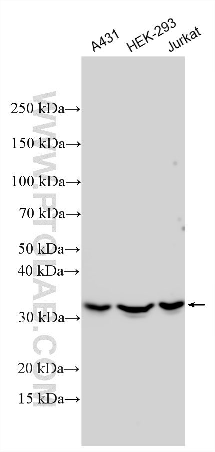 Western Blot (WB) analysis of various lysates using HuR/ELAVL1 Polyclonal antibody (11910-1-AP)