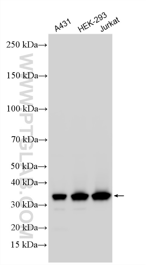 Western Blot (WB) analysis of various lysates using HuR/ELAVL1 Polyclonal antibody (11910-1-AP)