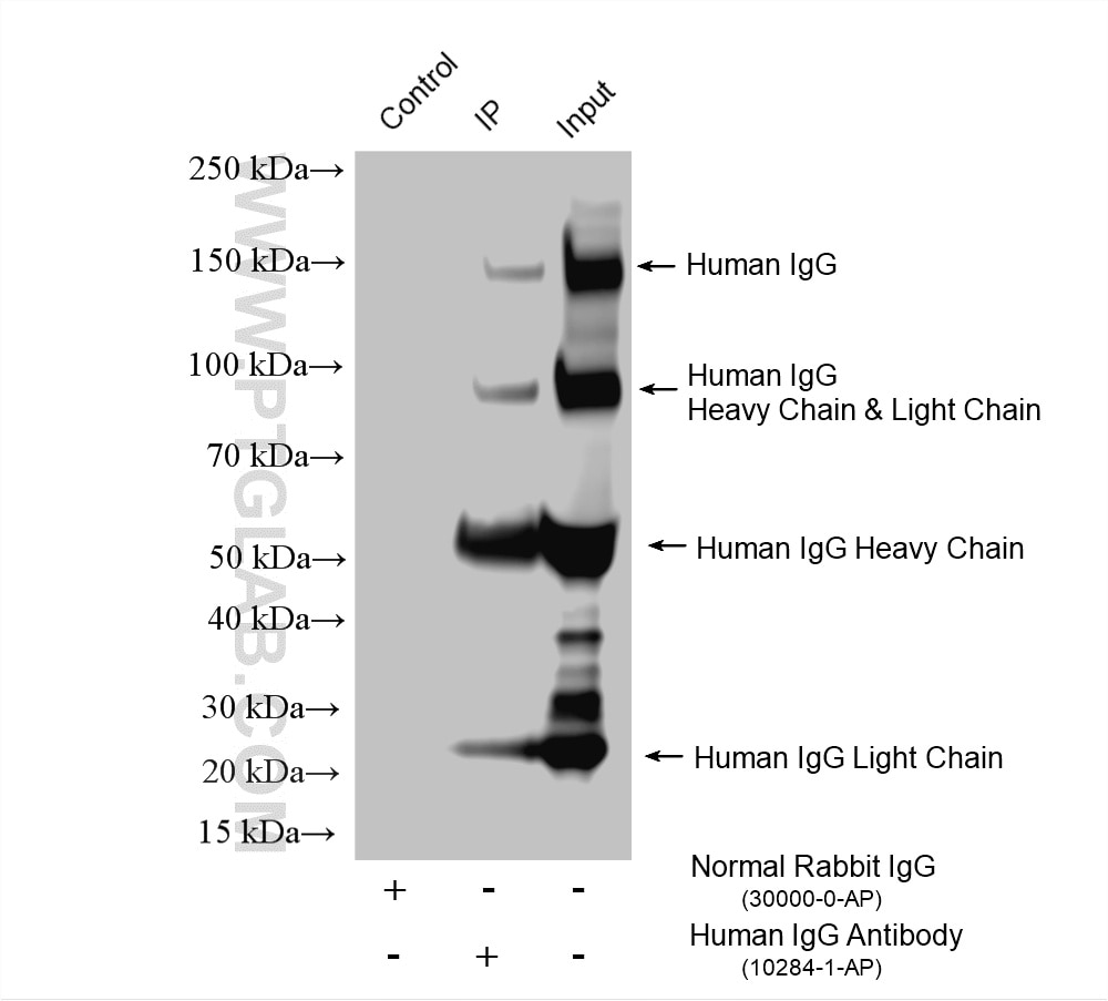 Immunoprecipitation (IP) experiment of human plasma using Rabbit Anti-Human IgG Polyclonal antibody (10284-1-AP)