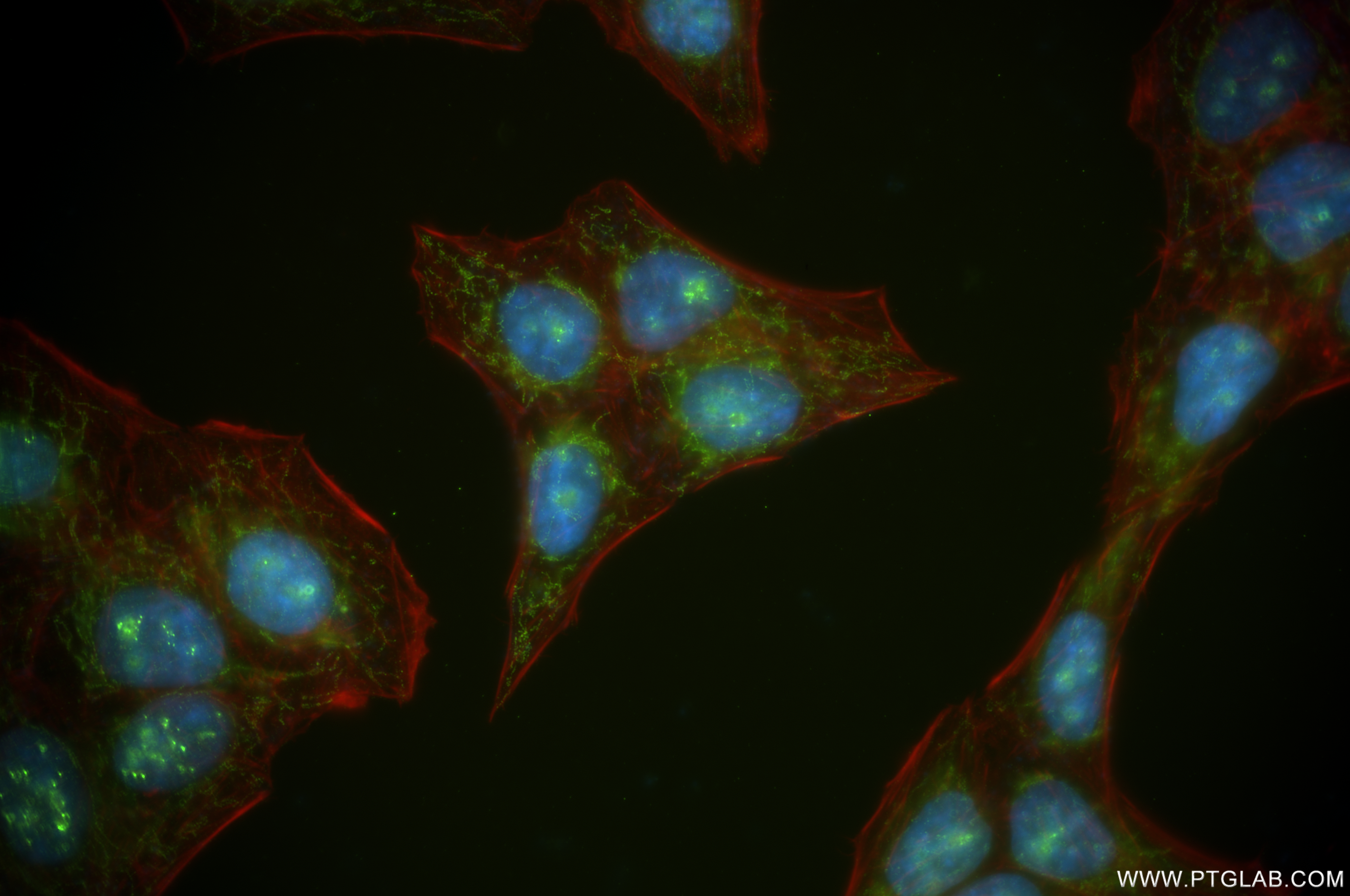 Immunofluorescence (IF) / fluorescent staining of HepG2 cells using IARS2 Recombinant antibody (84764-3-RR)