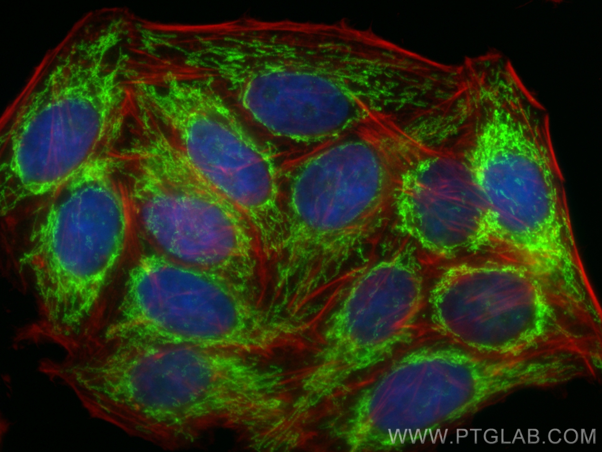 Immunofluorescence (IF) / fluorescent staining of HepG2 cells using IARS2 Recombinant antibody (84764-3-RR)