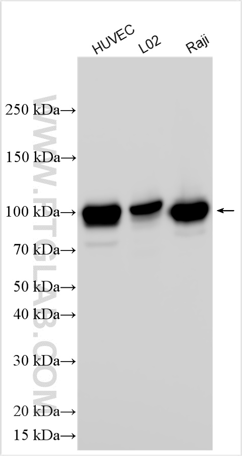 Western Blot (WB) analysis of various lysates using ICAM-1/CD54 Polyclonal antibody (10831-1-AP)