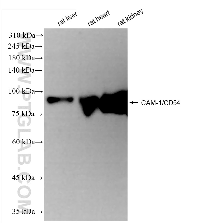 Western Blot (WB) analysis of various lysates using ICAM-1/CD54 Recombinant antibody (83696-3-RR)